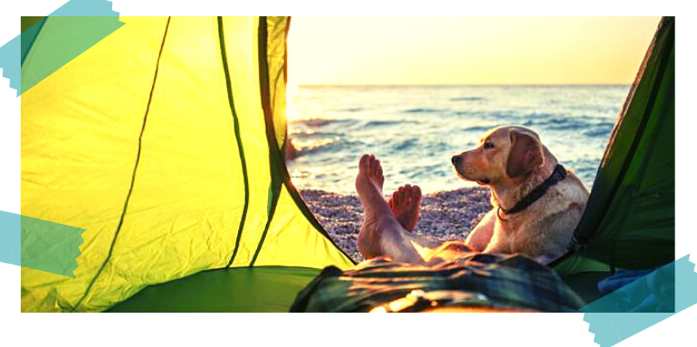 acampar con tu perro
