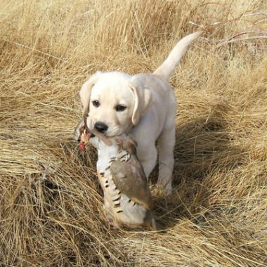 El Test de la Mariposa sirve para valorar y enseñar a los cachorros de perros de caza