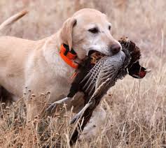 Calendario de temporada de caza menor en Madrid, Castilla La Mancha y Andalucía