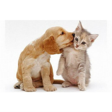 La mayoría de los españoles que tenemos mascotas preferimos los perros pequeños 