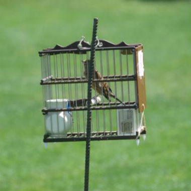 Los aficionados al silvestrismo deben contar con licencia y autorización para cazar pájaros vivos