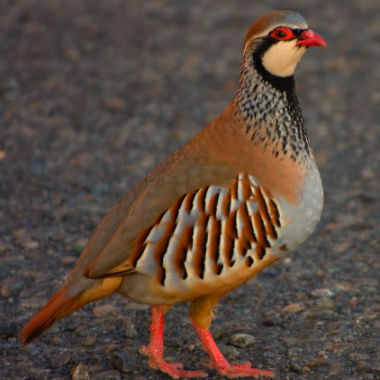 Calendario Gallego de Caza Menor para la presente temporada 