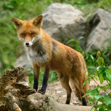 La caza del zorro en Navarra queda regulada por la Orden Foral 219/2015