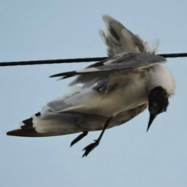 Un estudio medioambiental demuestra la utilidad de los perros para localizar aves electrocutadas