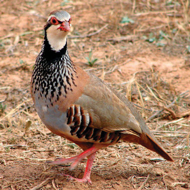 Enero es el último mes de caza menor en la mayoría de las provincias españolas