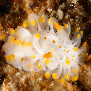 Se ha descubierto en España un animal desconocido que ha sido bautizado como Limacia Ibérica