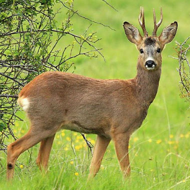 Los corzos son animales de costumbre que buscan y marcan su territorio con la llegada de la primavera