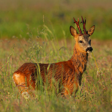 Mayo es la mejor época del año para la caza del corzo