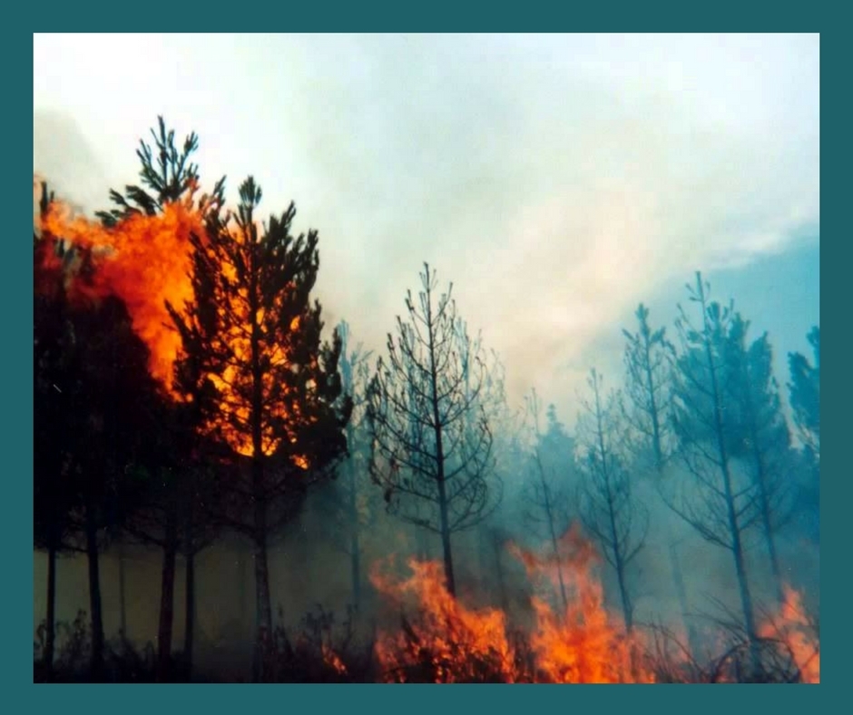El problema de los incendios forestales y como evitarlos