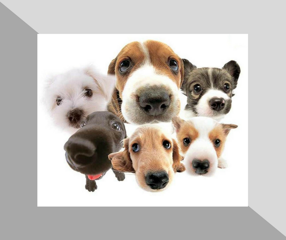 Cómo evitar las pulgas y garrapatas de perros y gatos