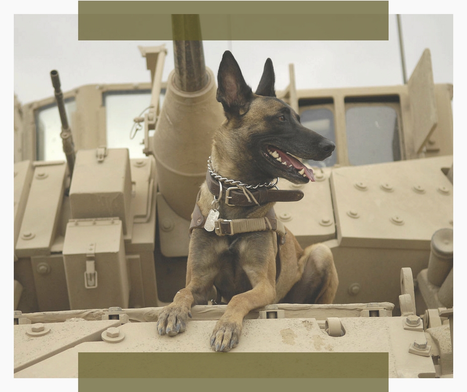 Los perros de Guerra jugaron un papel importantísimo en muchas conquistas