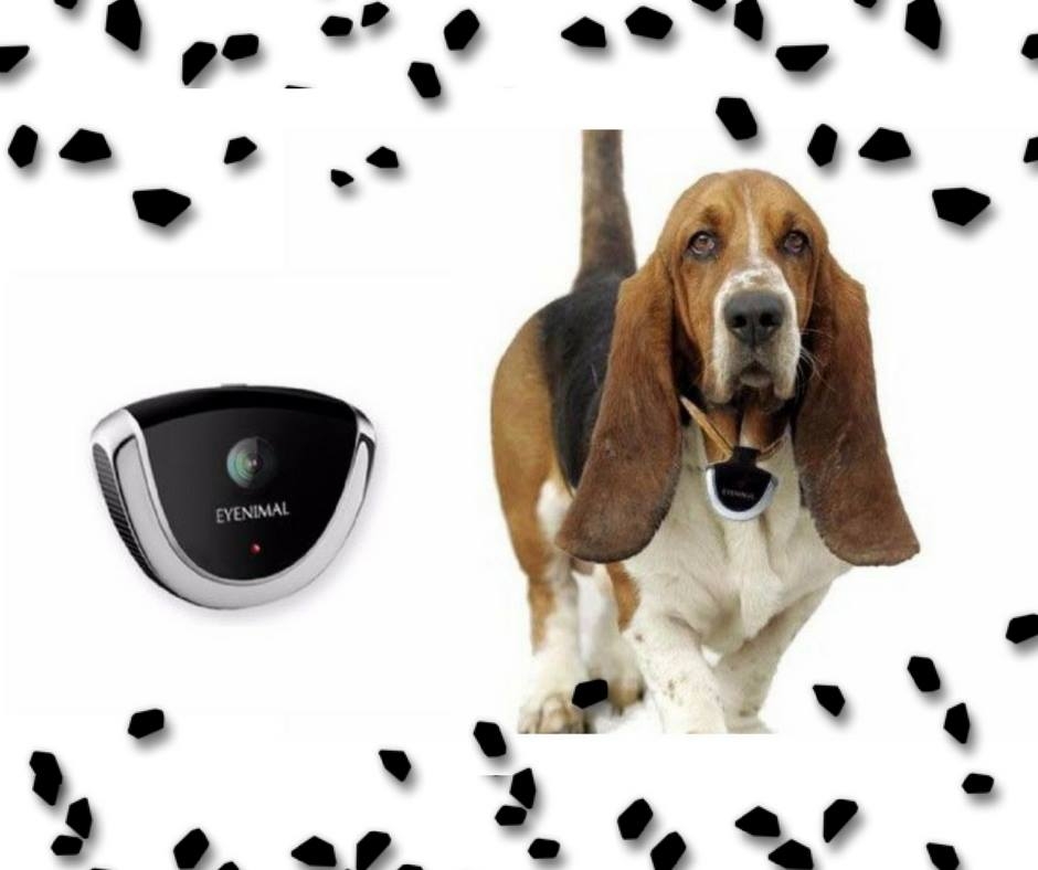 La mejor forma de vigilar a tu mascota cuando estas fuera de casa