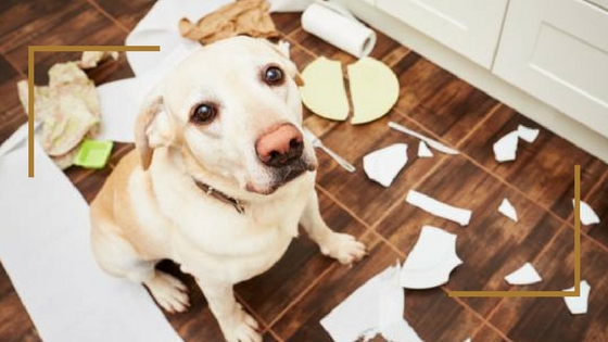 Como evitar que tu perro salga de tu jardín o cruce ciertos límites que quieras imponerle