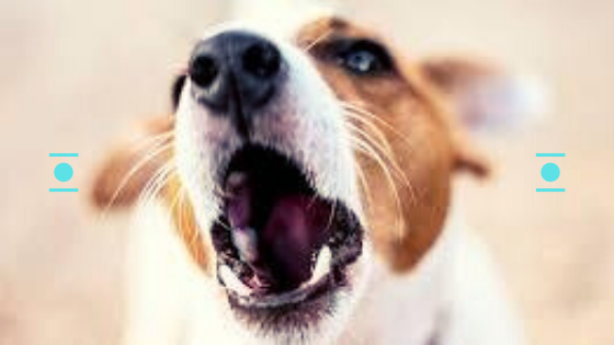 Collares antiladridos para los ladridos constantes