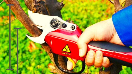 ¿Quieres saber cómo podar una planta?