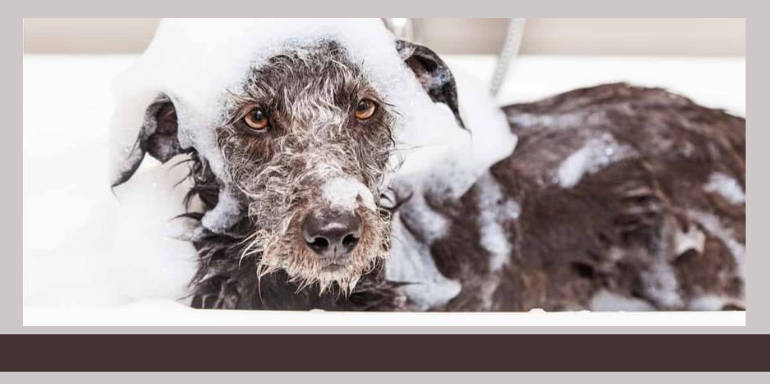 mejores champús para perros