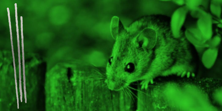 Entiende cómo funciona la visión nocturna