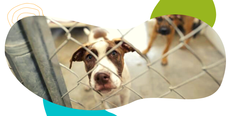 construir un espacio para perros en casa