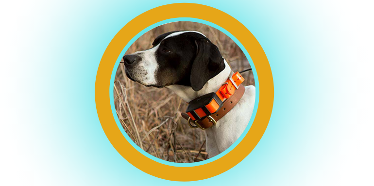 Collar de adiestramiento para perros: ¿Cómo funciona y cómo usarlo? 