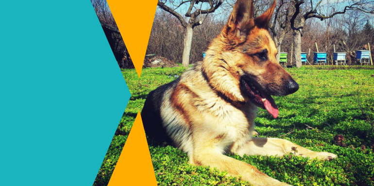 Cómo elegir un pastor eléctrico para perros