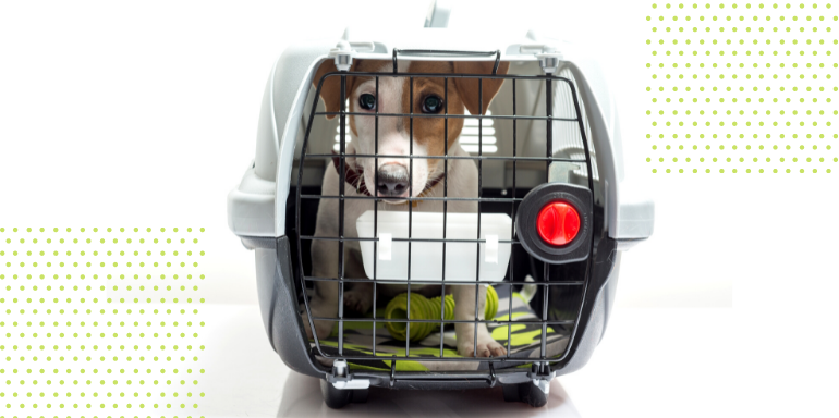 Los mejores transportines para tu mascota